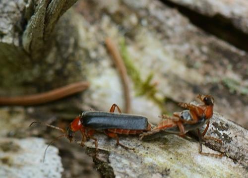 Cantharis pellucida